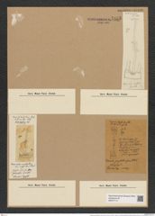 Syndetoneis amplectens (Grove et Sturt.) Grun. (de-Toni-Nr.: Genus 167, Species 4286) Zeichnungen Sammlung Grunow Nr. 7855 (NHMW-BOT-W0377110)
